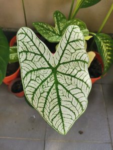 caladium leaf