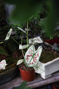 caladiums