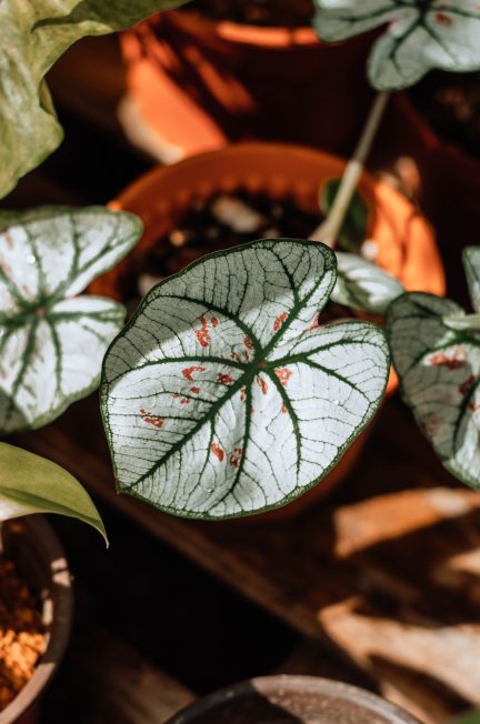 green and red leaves plant