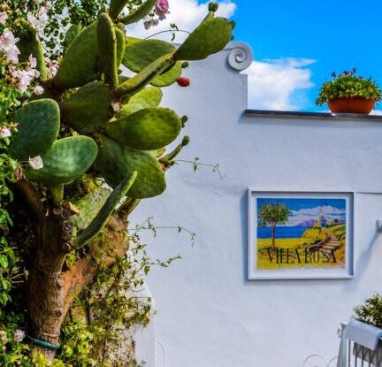 Garden - Veranda Surrounded by Green Cactus and Pink Bougainvillea